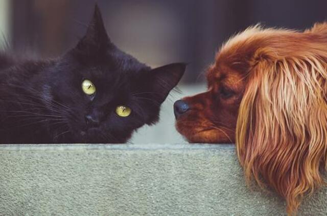 Penktadienio horoskopas 12-ai zodiako ženklų