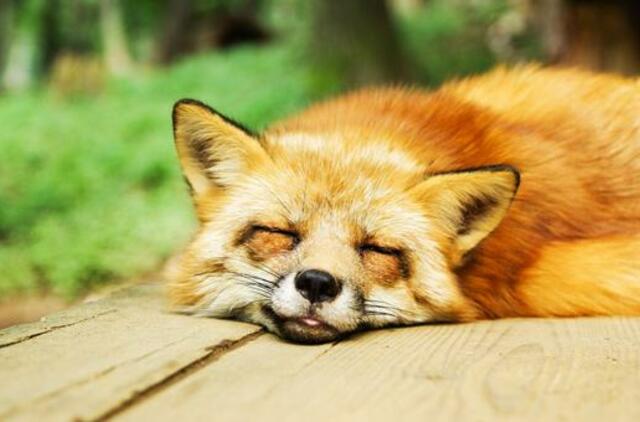 Sekmadienio horoskopas 12-ai zodiako ženklų