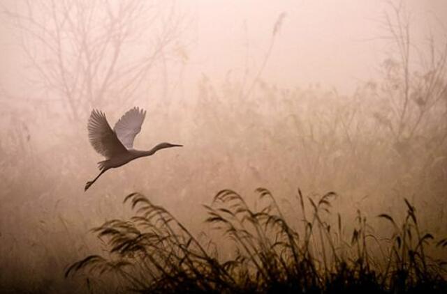 Antradienio horoskopas 12-ai zodiako ženklų