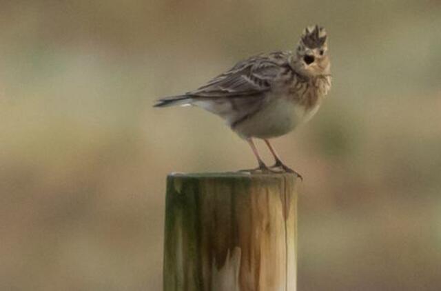 Gyvenimas pro langą: Vieversio čirenimas