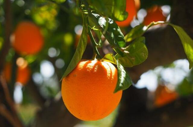 Koronaviruso pandemija karūnavo apelsiną