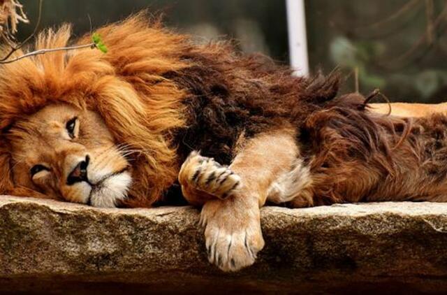 Prahos zoologijos sode koronavirusas nustatytas gorilai ir dviem liūtams