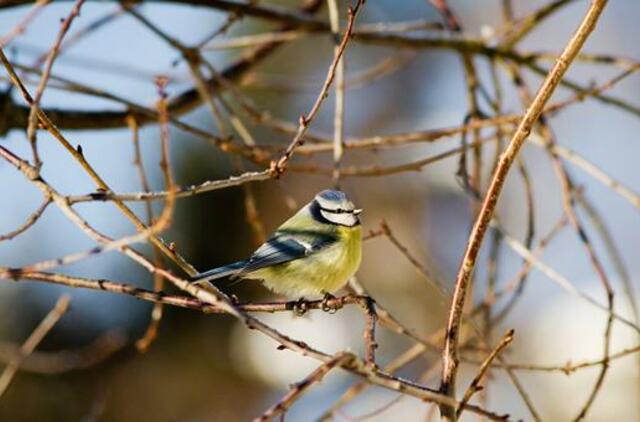 Šeštadienio horoskopas 12-ai zodiako ženklų