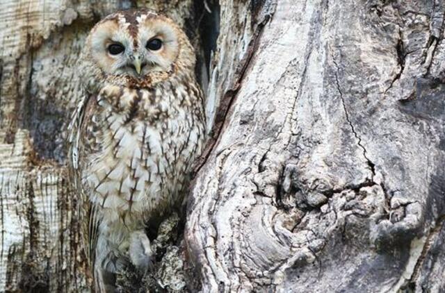 Šeštadienio horoskopas 12-ai zodiako ženklų