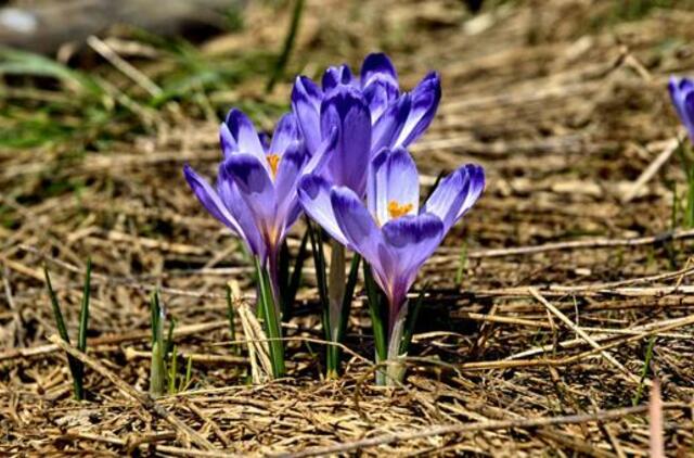 Trečiadienio horoskopas 12-ai zodiako ženklų