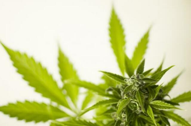 Už kanapių ekstrakto platinimą - laisvės apribojimas