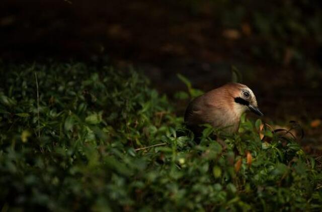 Antradienio horoskopas 12-ai zodiako ženklų