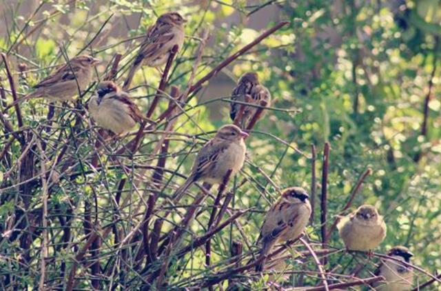 Gyvenimas pro langą: Kur dingo žvirbliai?