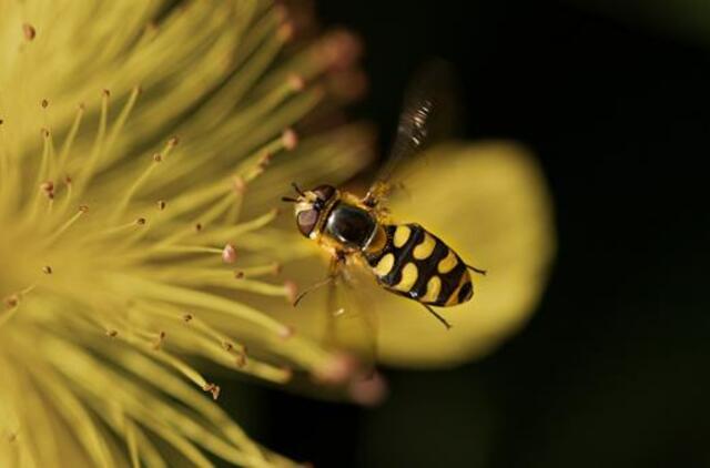 Ketvirtadienio horoskopas 12-ai zodiako ženklų