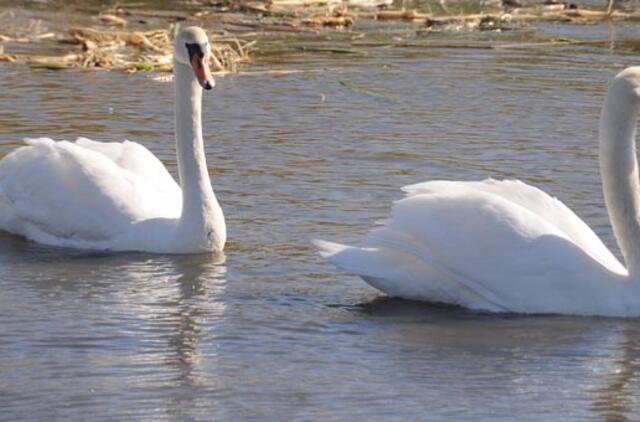Paukščių gripas iš uostamiesčio nedingo