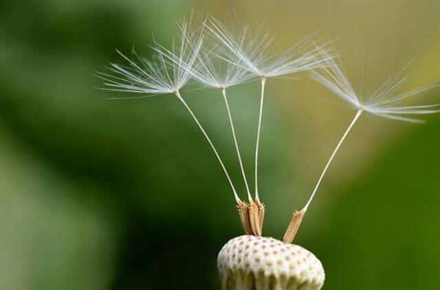 Penktadienio horoskopas 12-ai zodiako ženklų