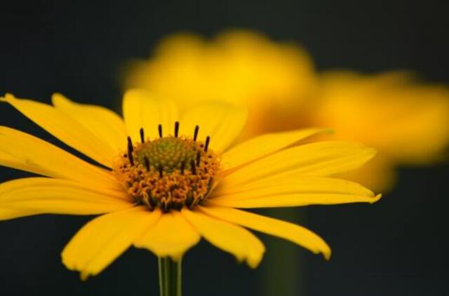 Penktadienio horoskopas 12-ai zodiako ženklų