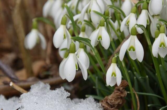 Pirmadienio horoskopas 12-ai zodiako ženklų
