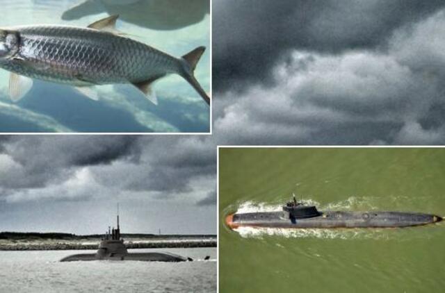 Švedai jūroje 15 metų ieškojo priešų povandeninių laivų, pasirodo – kaltos silkės