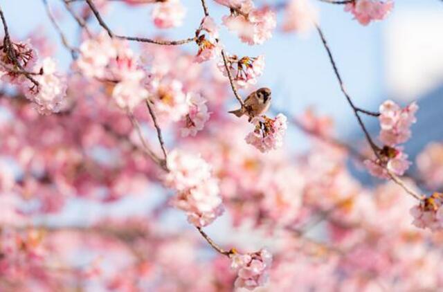 Trečiadienio horoskopas 12-ai zodiako ženklų