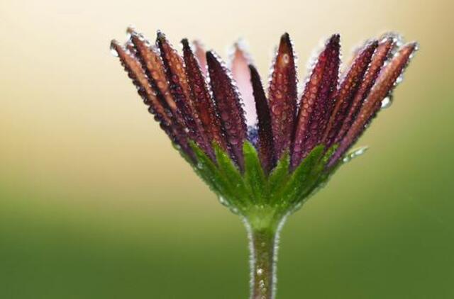 Trečiadienio horoskopas 12-ai zodiako ženklų