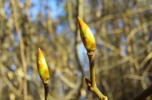 Pavasariniai žiedai
