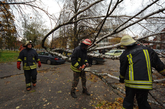 nuvirtę medžiai