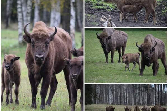 Po atnaujinimo visuomenei atidaromas Pašilių stumbrynas 