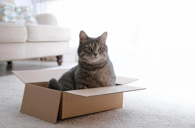 Kodėl katės mėgsta dėžes