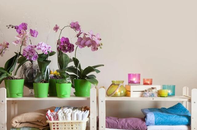 4 priežastys kodėl nereikėtų namuose auginti orchidėjų: 