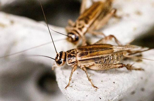 Svirpliai jau ant europiečių stalo 