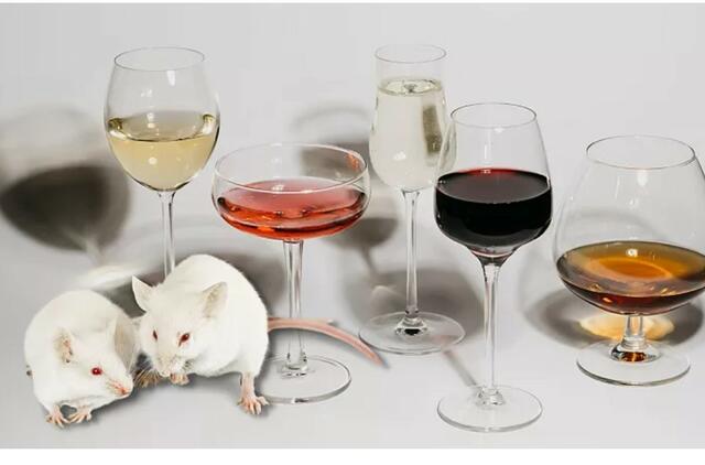 Mokslininkai tiria "blaivinančio hormono" savybes