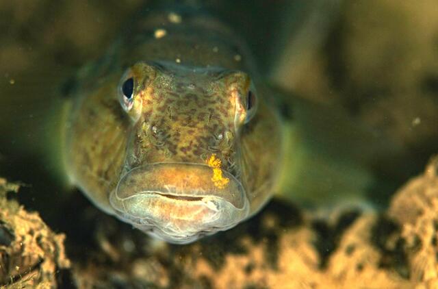 Invazinė žuvis keičia Baltijos jūros rifo buveines