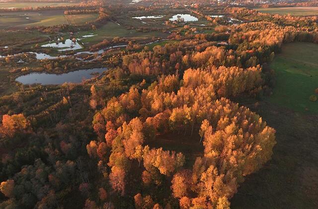 Netoli Kretingos miesto prieigų stūkso Ėgliškių-Andulių piliakalnis. Auksu tviskantys rudeniniai beržai, apsupę ratu, tarsi saugo Kretingos piliavietę. Čia 1263 m. vyko du smarkūs mūšiai. Sauliaus GUDO nuotr.