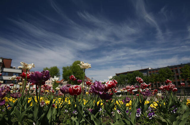 Gėlėmis klaipėdiečiai ir miesto svečiai galės džiaugtis visame mieste. Egidijaus JANKAUSKO nuotr.