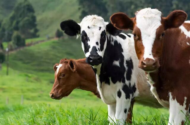 ŽŪM: paramą pieno gamintojams tikimasi išmokėti rugsėjį