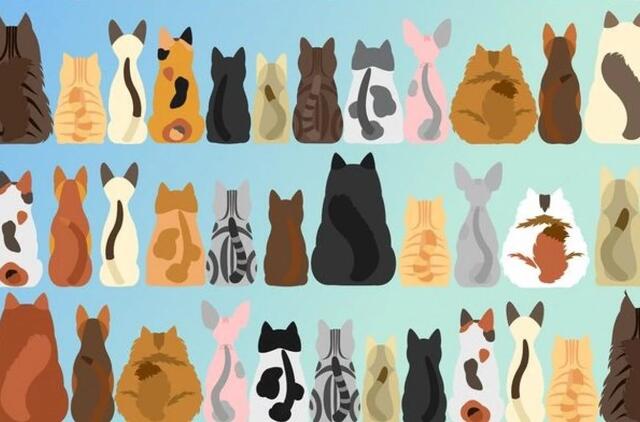 Per 15 sekundžių suraskite katę be uodegos