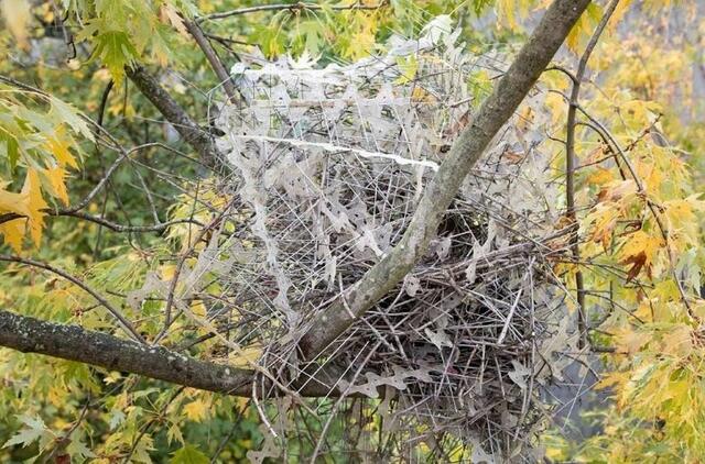 Strazdai pasistatė didžiulį lizdą iš 1 500 paukščių spyglių