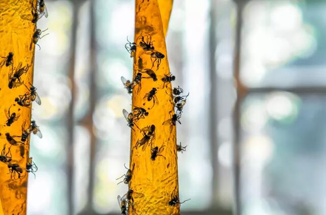 Kaip atsikratyti musių namuose