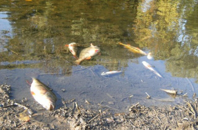 Kalotės ežere dėl deguonies trūkumo krenta žuvys