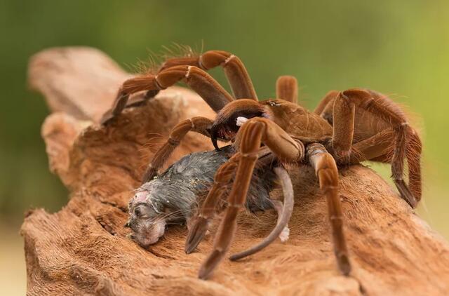 Goliath birdeater voras minta žinduoliu