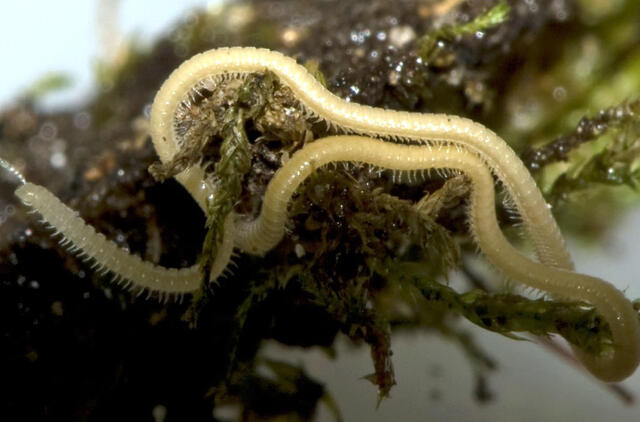 Rastas šimtakojis su 486 kojytėmis