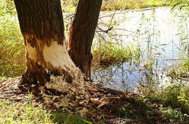 MEDŽIOKLĖ. Savivaldybė apklausos būdu planuoja ieškoti medžiotojų, kurie paspęstų spąstus bebrams Malūno parko tvenkinyje. Vitos JUREVIČIENĖS nuotr.