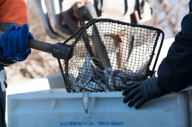 STINTOS. Kasmet klaipėdiečiai nekantriai laukia, kada pakvips agurkais, kada turguose atsiras stintų. Daugelis jų sako turintys bent kartą metuose pavalgyti šių žuvų. Vitos JUREVIČIENĖS nuotr.