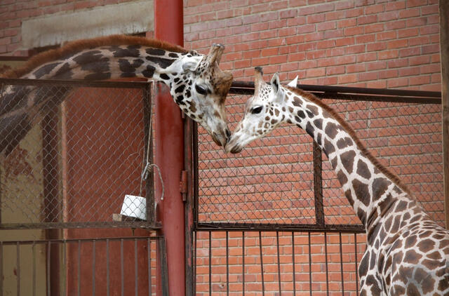 visuomenei atveriamas Lietuvos zoologijos sodas Kaune