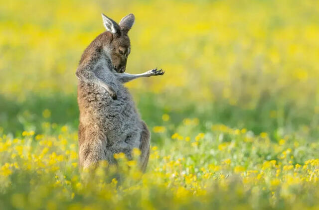 Linksmiausia fotografija – „gitara grojanti“ kengūra
