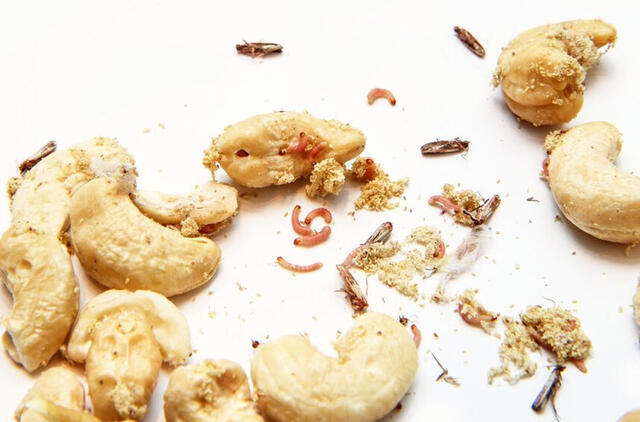 Britiškuose sausainiuose ir trapučiuose aptikta kandžių lervų 