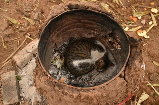 Ispanijos policija pradėjo tyrimą dėl įtariamo beveik 50 benamių kačių apnuodijimo