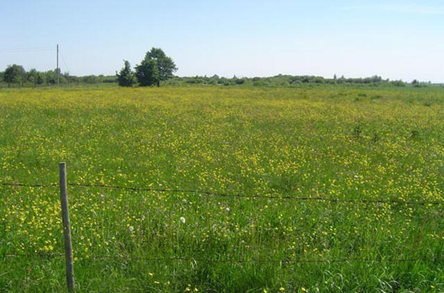 ūkininkams – palankios žinios dėl daugiamečių pievų