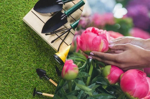 Kada ir kaip sodinti bijūnus pavasarį 