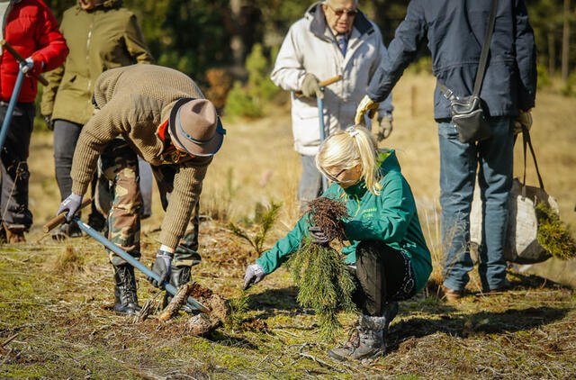 Šiais metais numatoma pasodinti 7 440 vnt. paprastosios pušies sodmenų.  Vytauto PETRIKO nuotr.