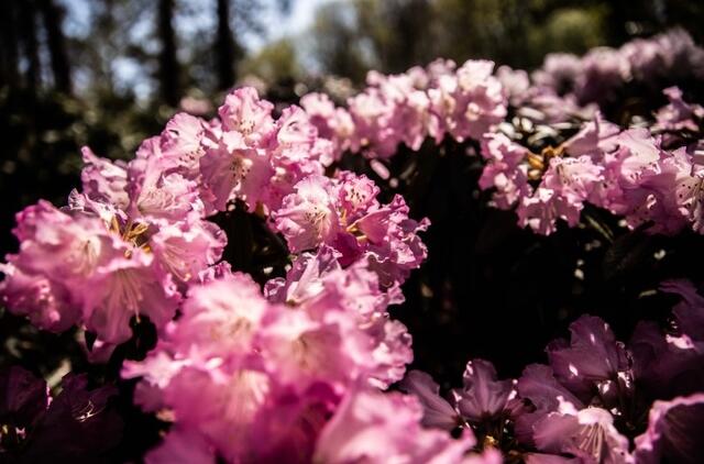 Klaipėdos universiteto Botanikos sodas